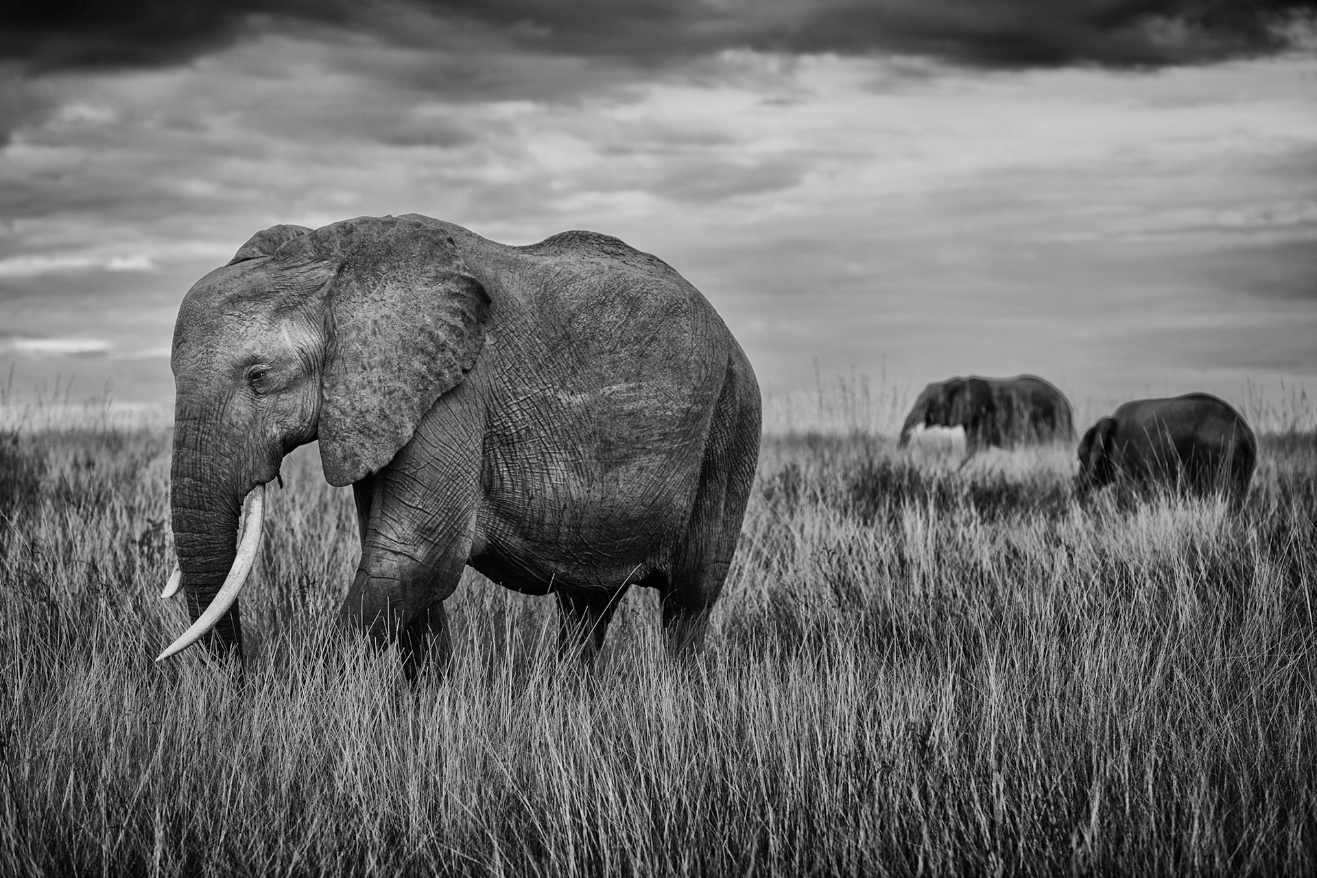 African elephant standing in the tall grass of the Masai Mara savannah eating breakfast with the herd