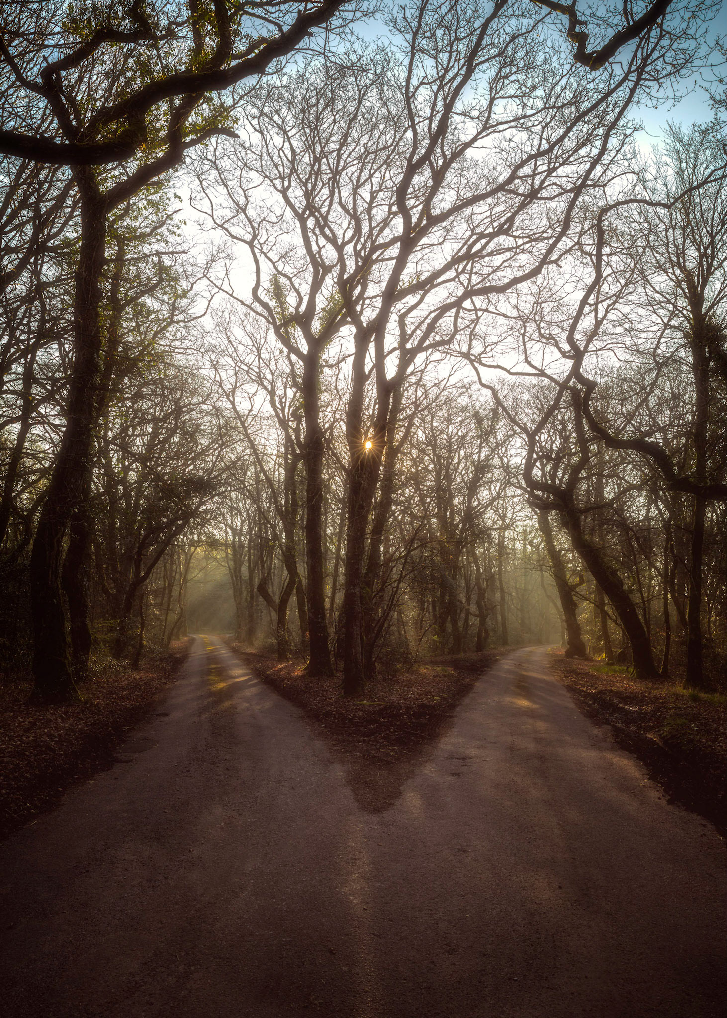 A fork in the road on a moody misty morning at Southleigh Hill Cross in Wiscombe Wood in the East Devon Area of Outstanding Beauty. Here I use the portrait orientation of the camera to capture the twisted branches of the trees.