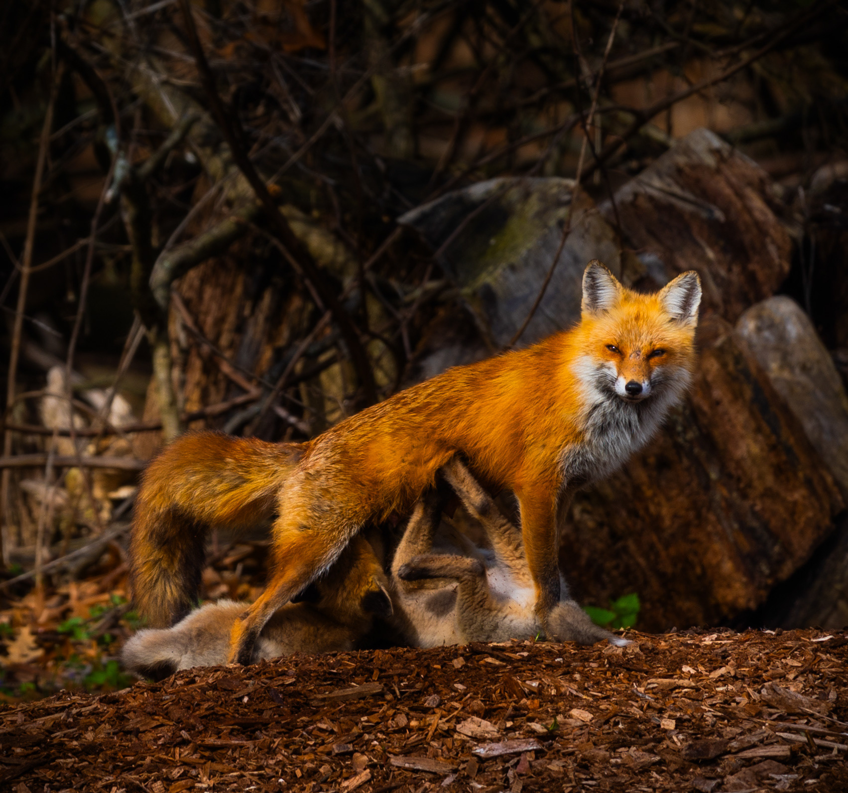 Red Vixen Feeds Cubs, Westwood NJ (April, 2024)