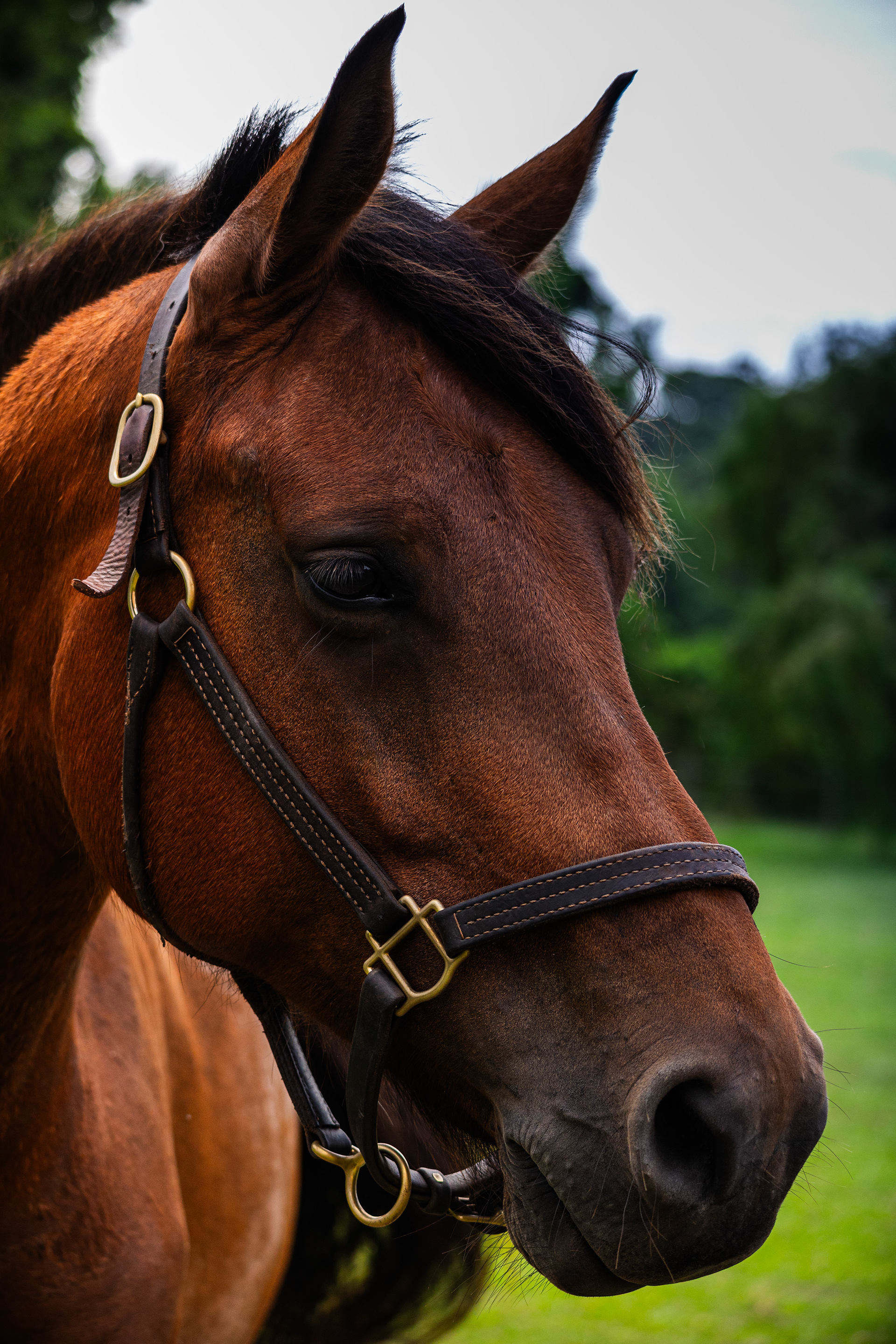 Bay Horse, Outerbanks NC (July, 2024)