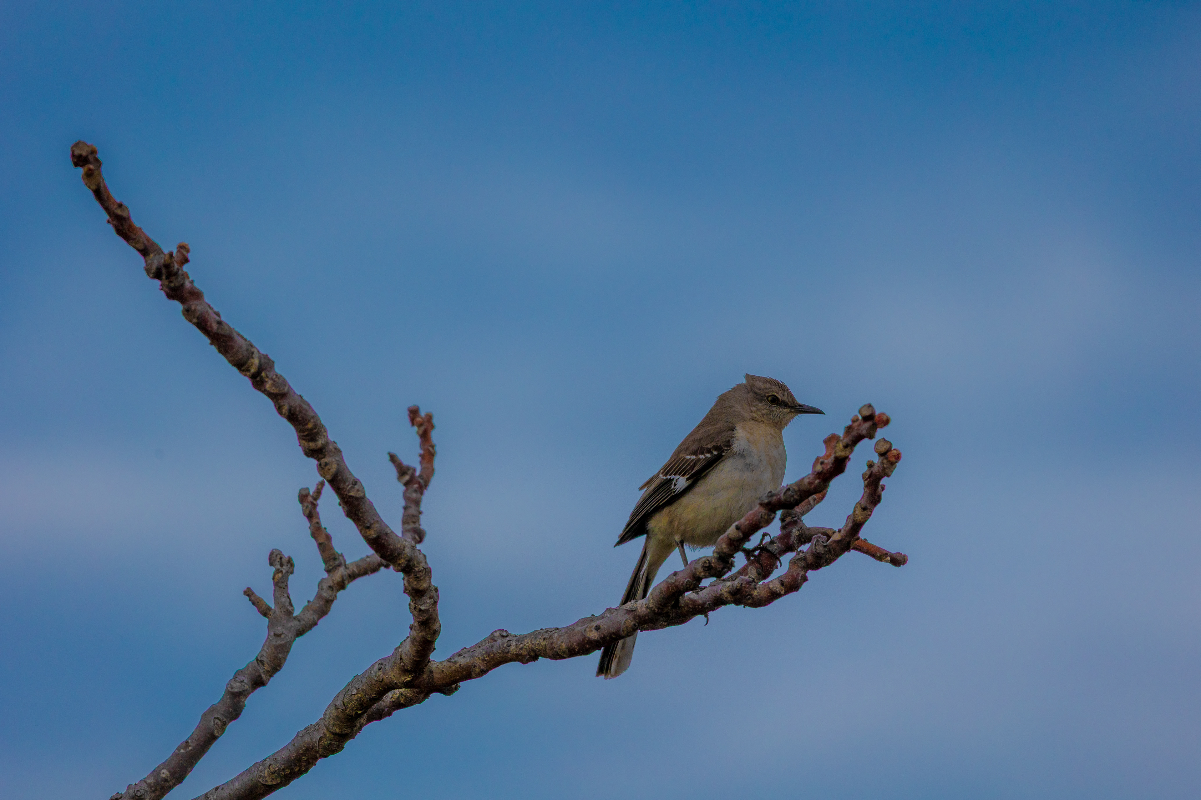 Northern Mockingbird, Sandyhook NJ (April, 2024)
