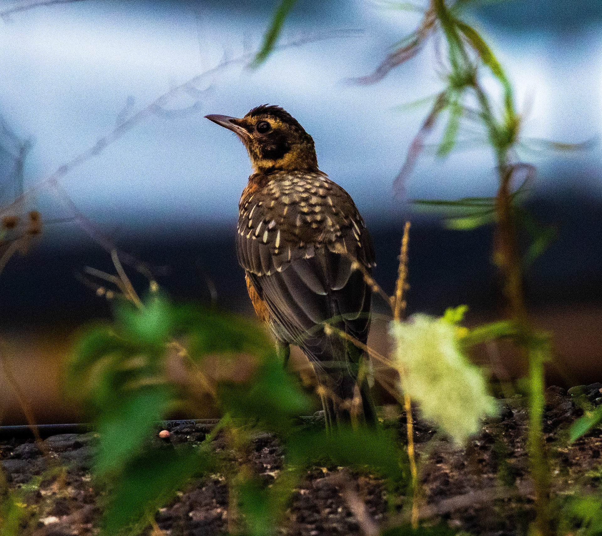 Americian Robin, Manhatten NY (July, 2024)