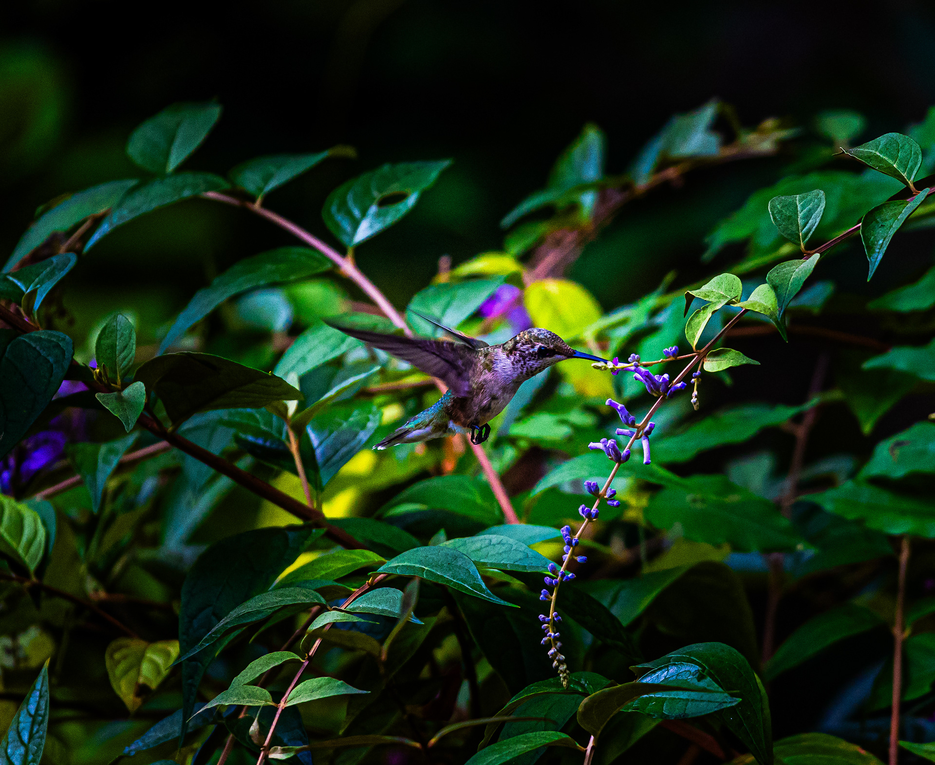 Humming Bird, Outerbanks NC (July, 2024)