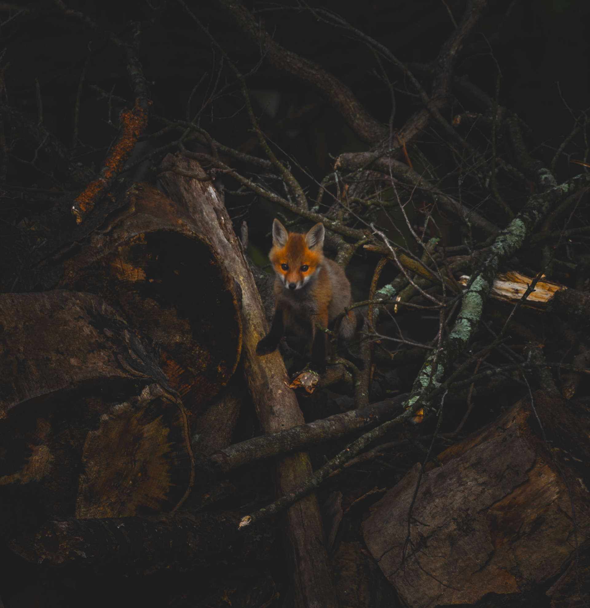Red Fox Cub, Westwood NJ (April, 2024)