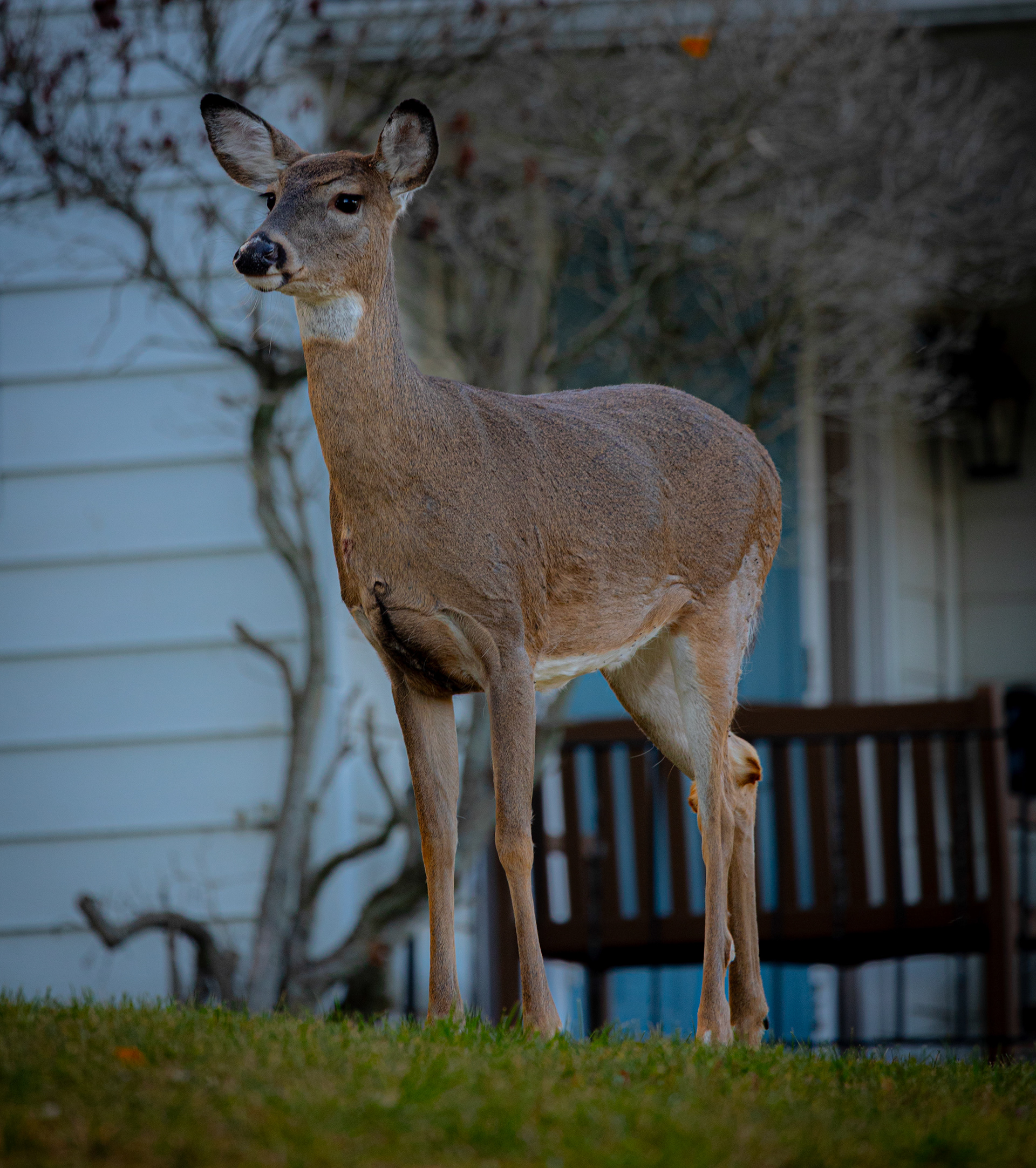 Deer, Tuscarora PA (Oct, 2024)