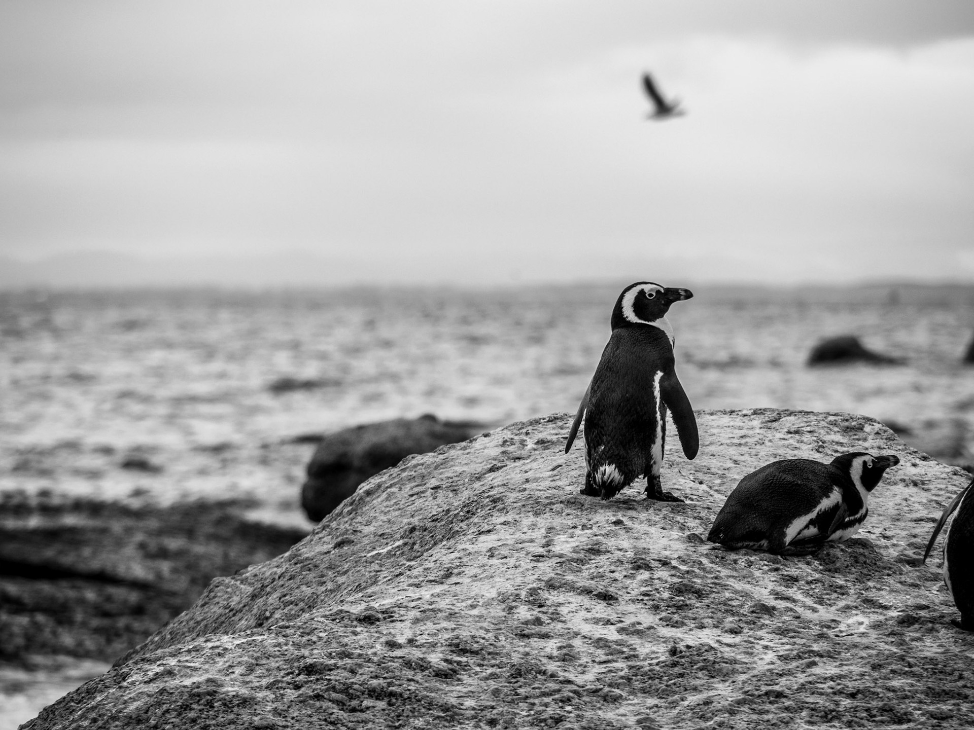 Boulders Beach, South Africa