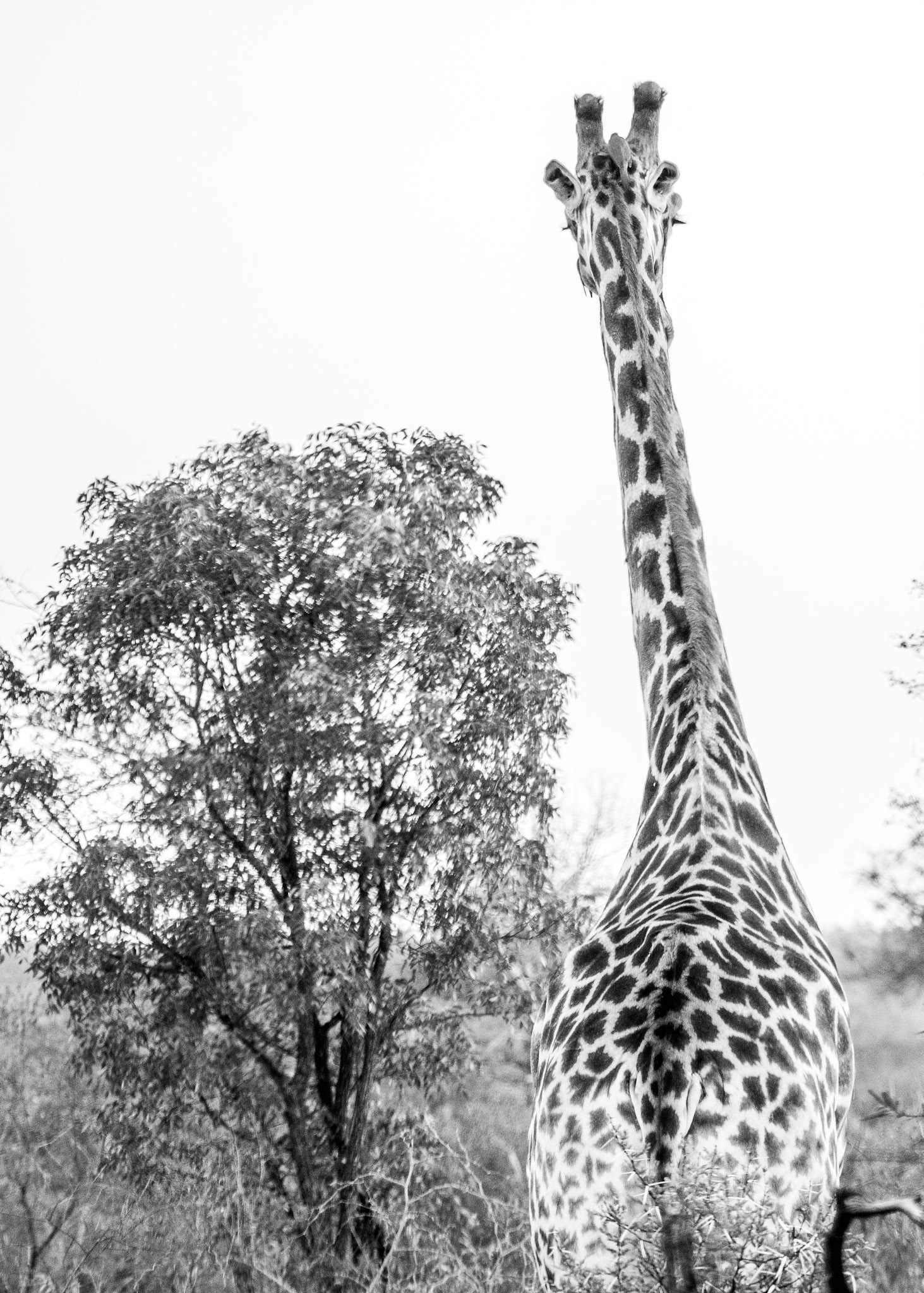 Kruger Park, South Africa