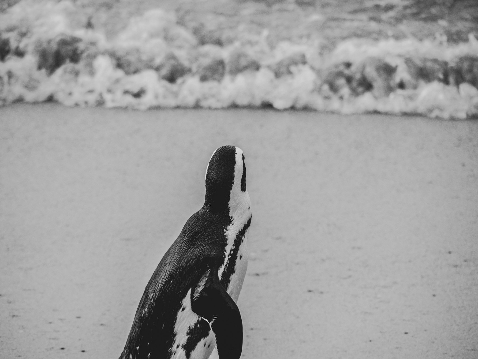 Boulders Beach, South Africa