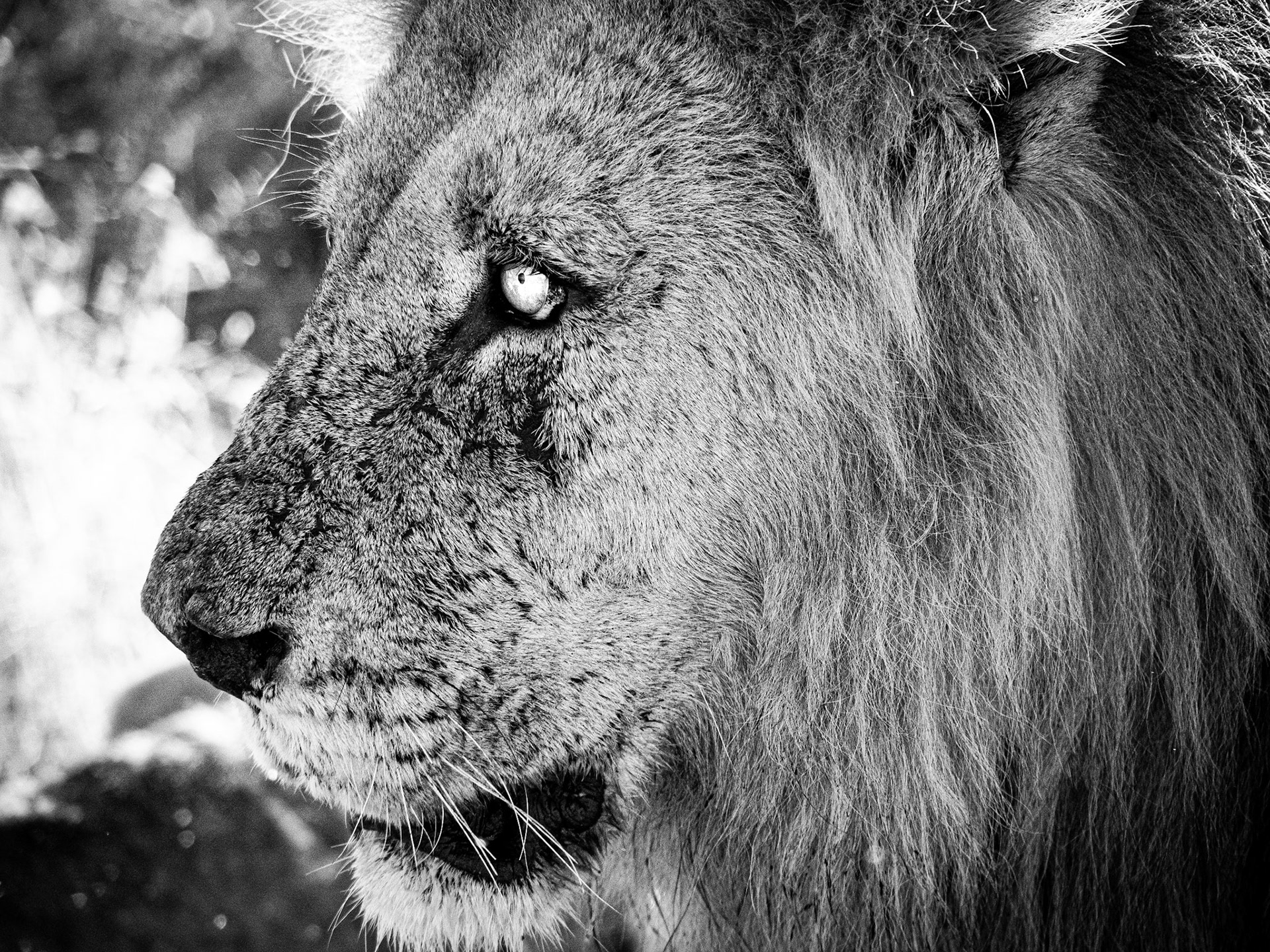 Kruger Park, South Africa