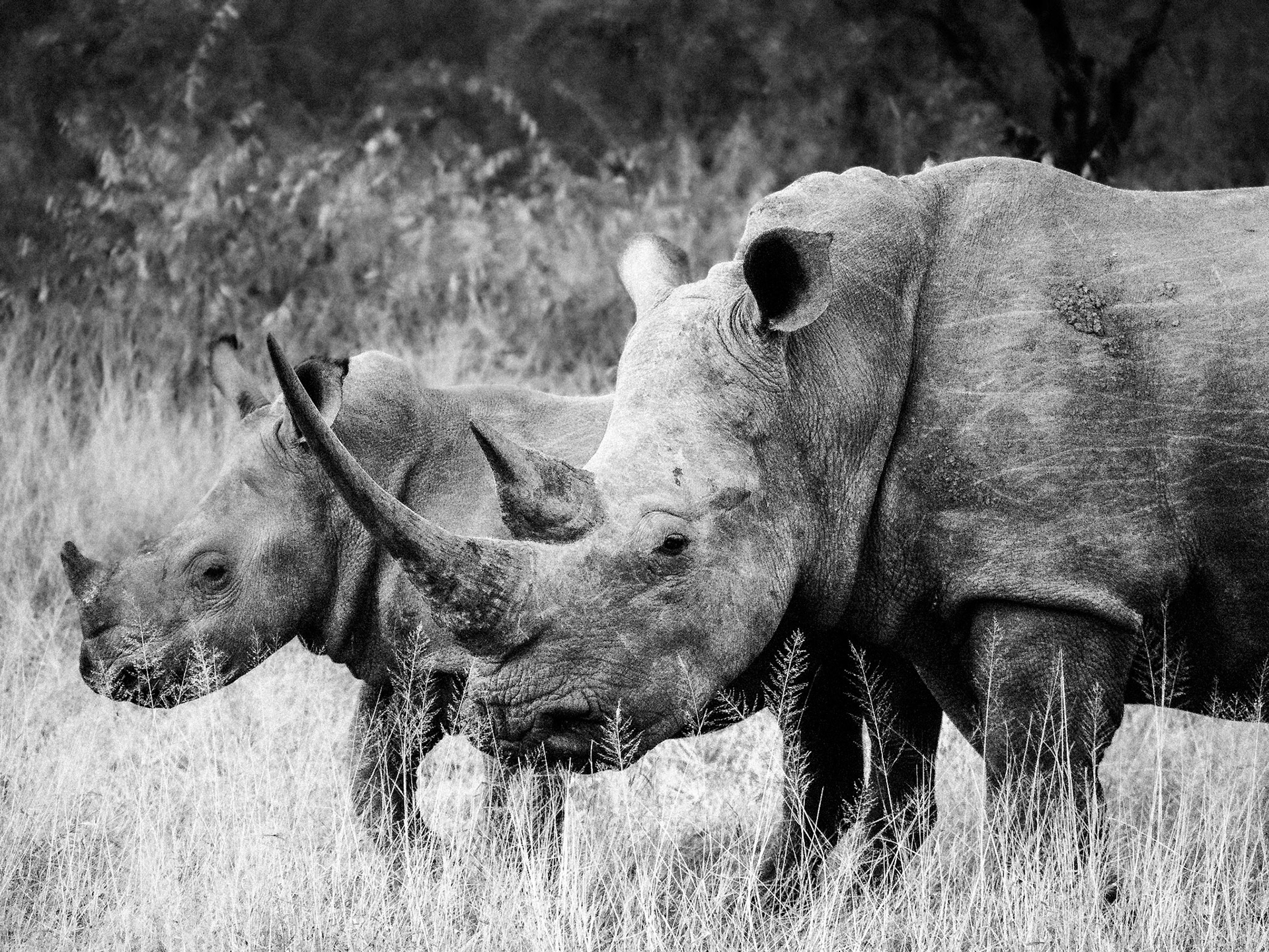 Kruger Park, South Africa