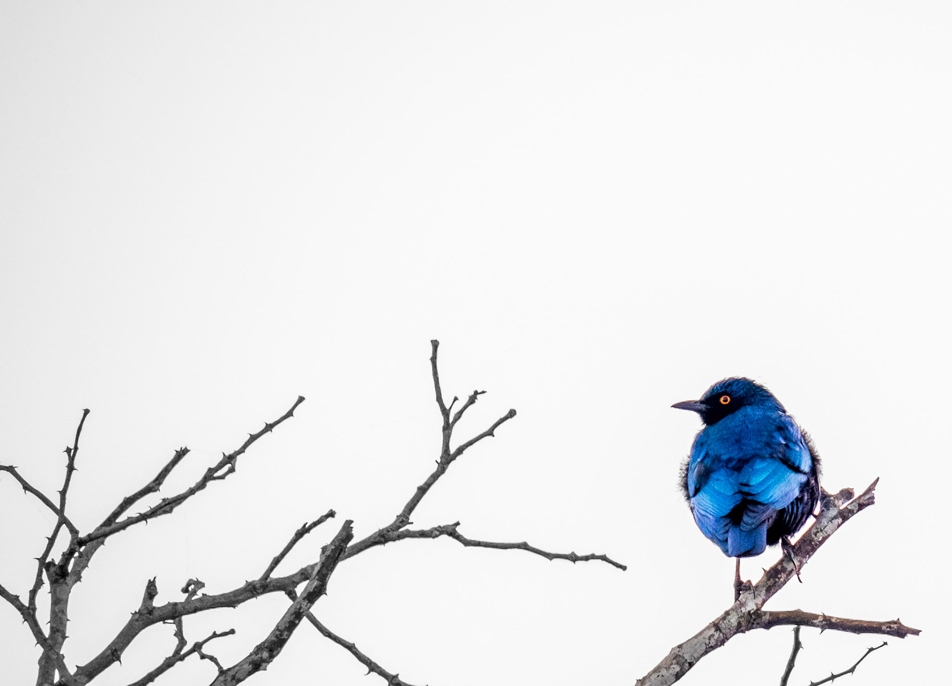 Kruger Park, South Africa