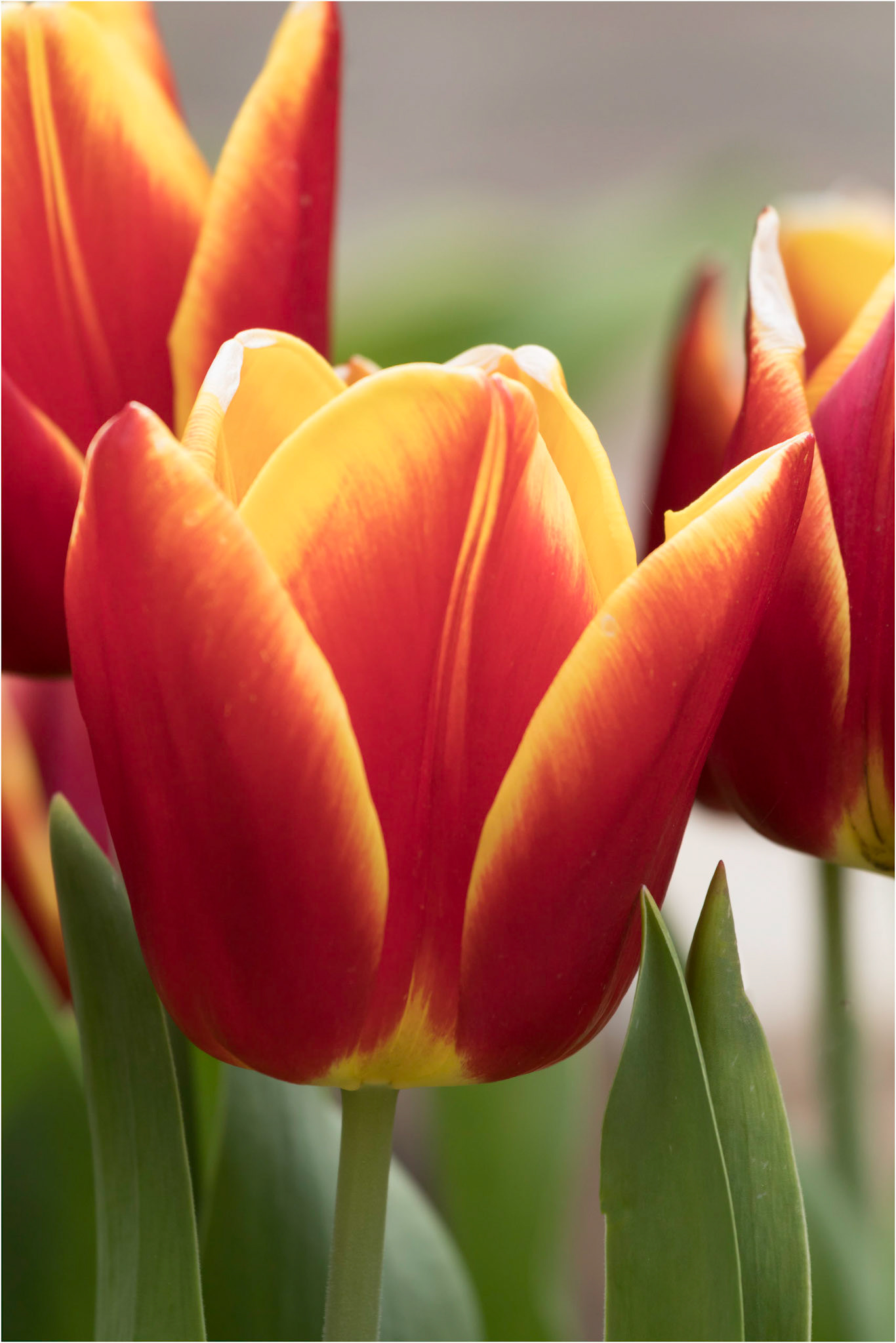 Tulip