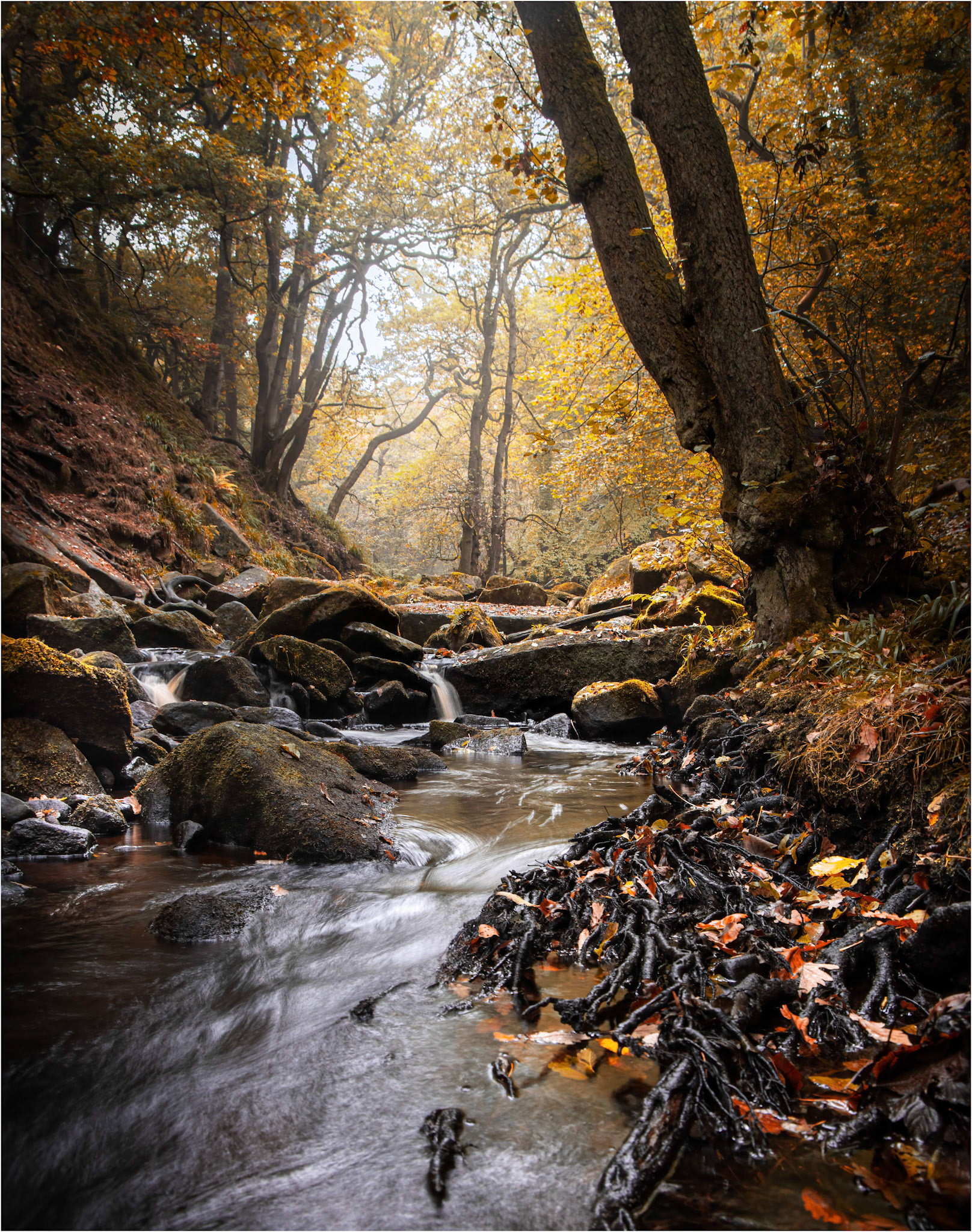 Burbage Brook in autumn