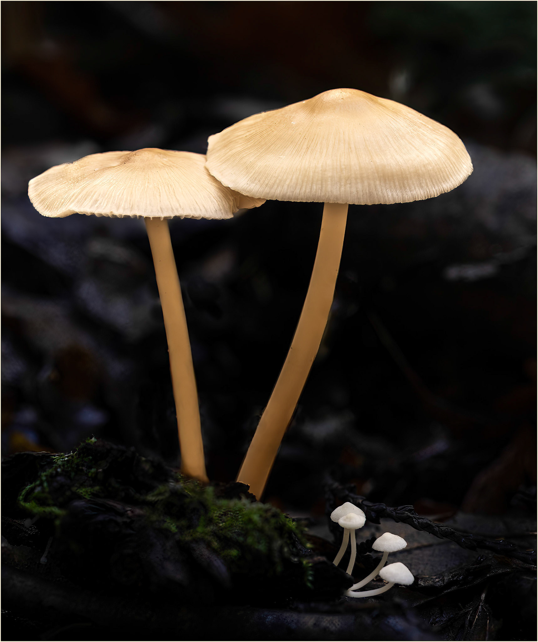 Fungi family