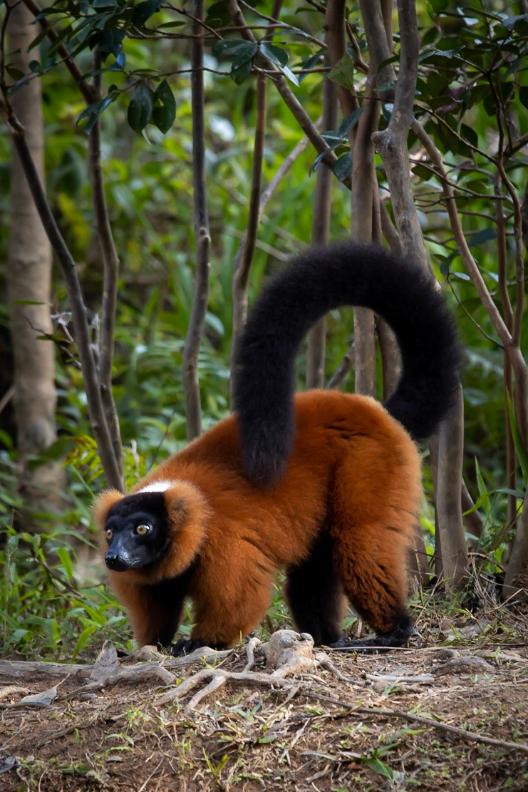 Red ruffed lemur