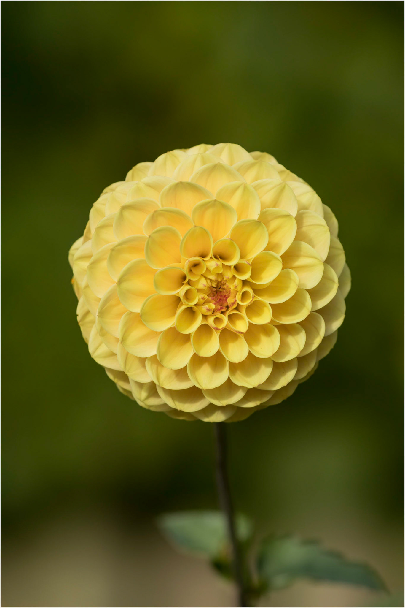 Dahlia