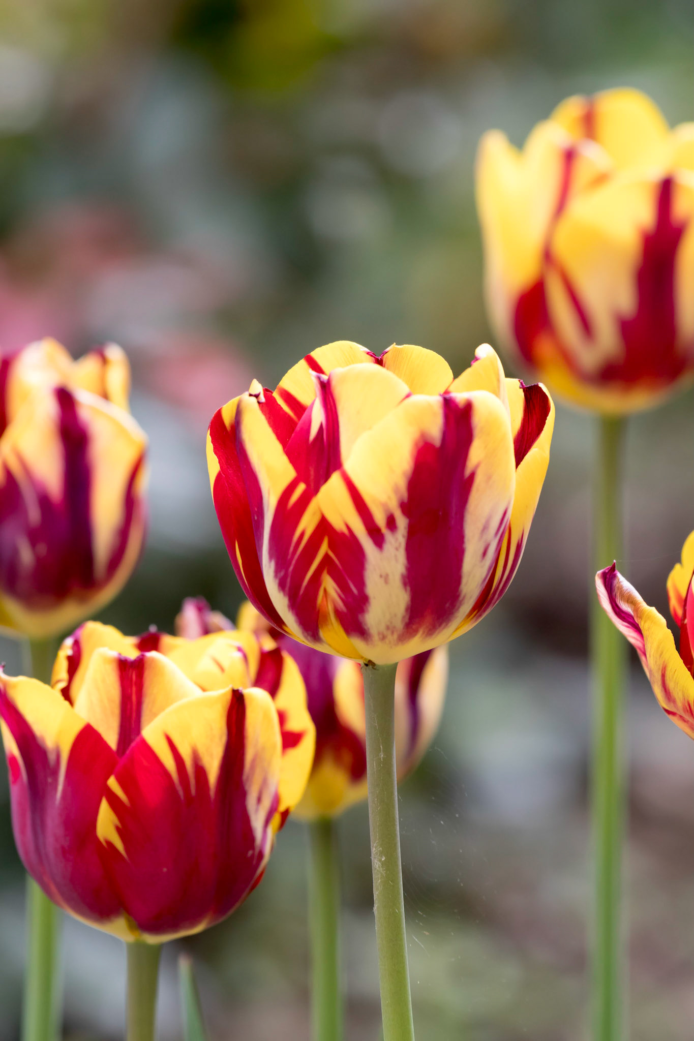 Tulips