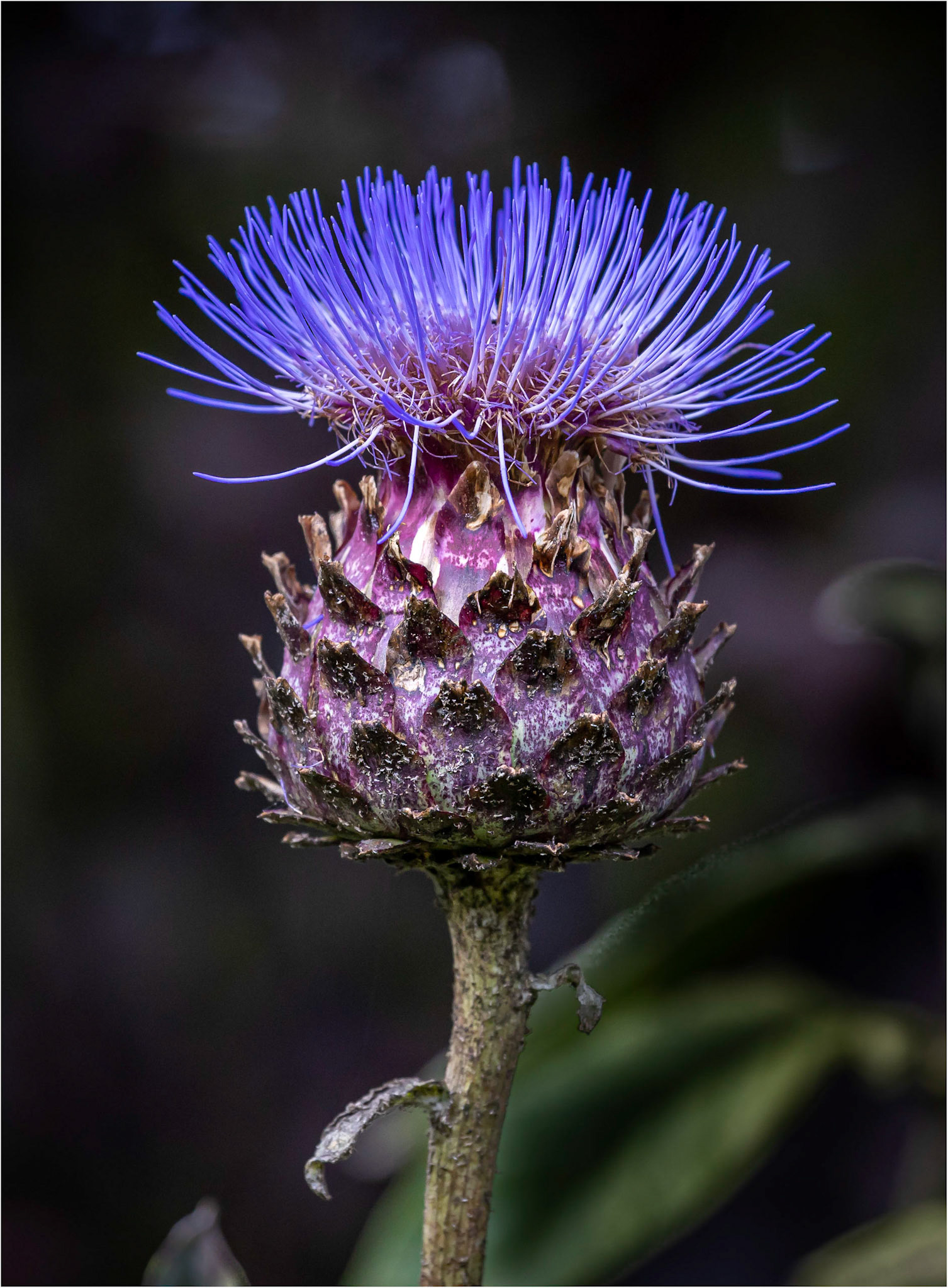 Cardoon