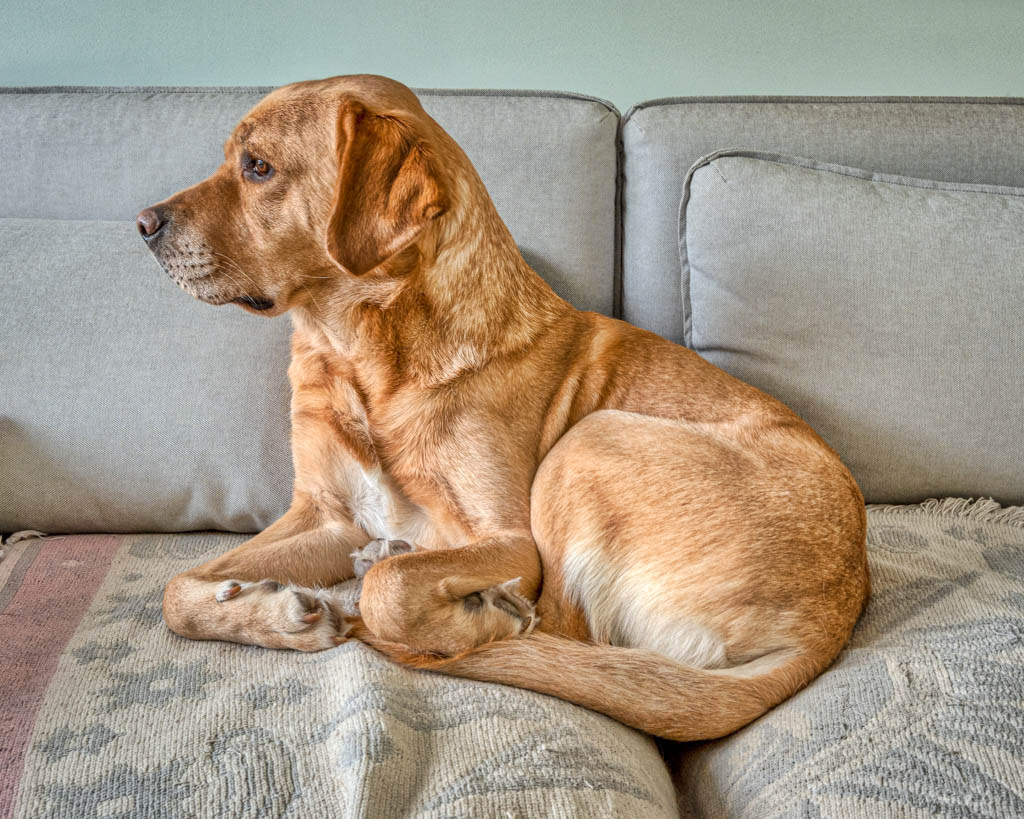 portrait of a yellow labrador dog sitting upright on a sofa