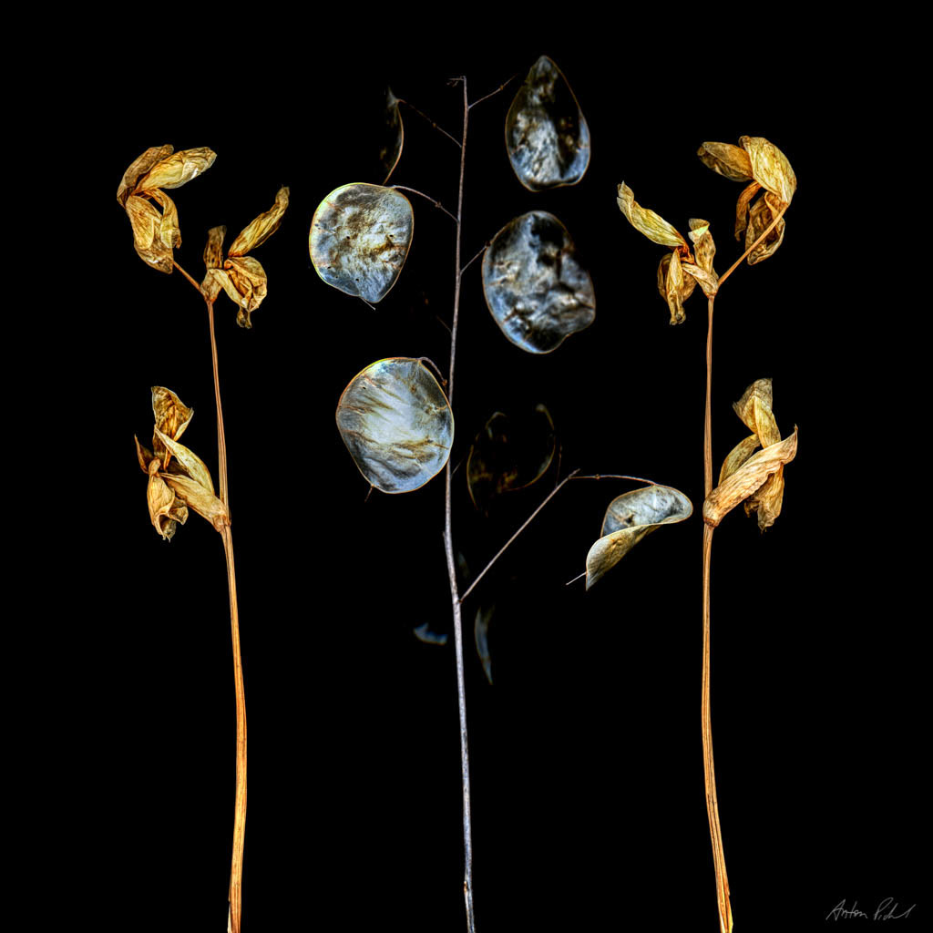 a photo of dried plants on a black background