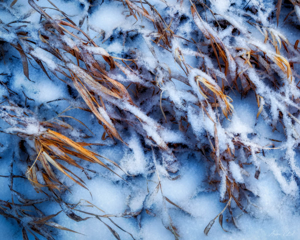overhead photo of snow covered dried grasses