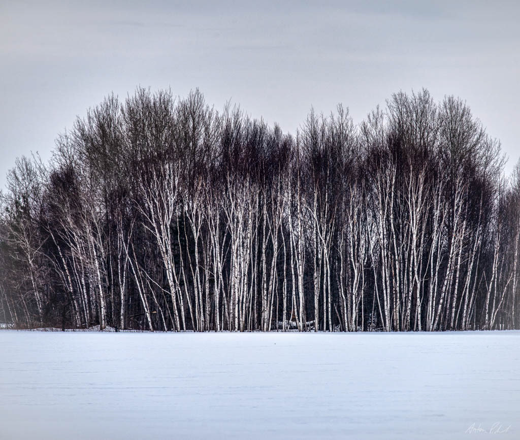 winter photo of birch tress across an open field