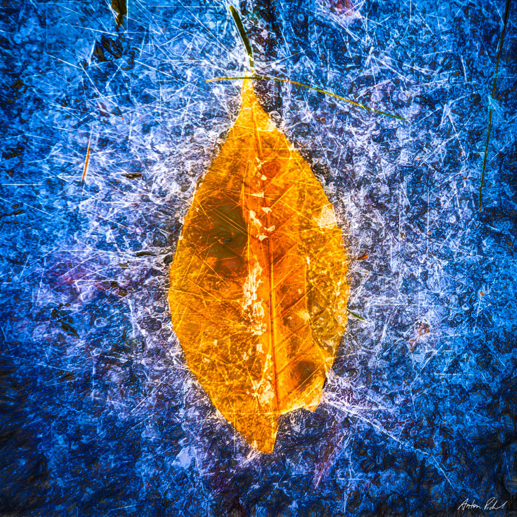 photo of a yellow leaf in blue ice