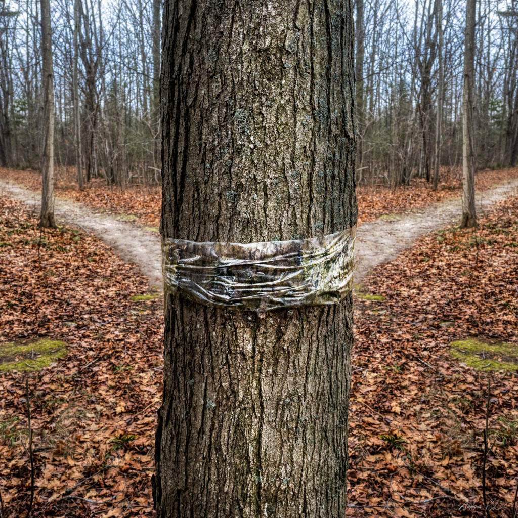 photo of a tree with a plastic wrap and a trail leading away behind the tree