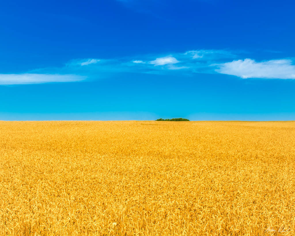 photo of a flat grain field under a blue sky