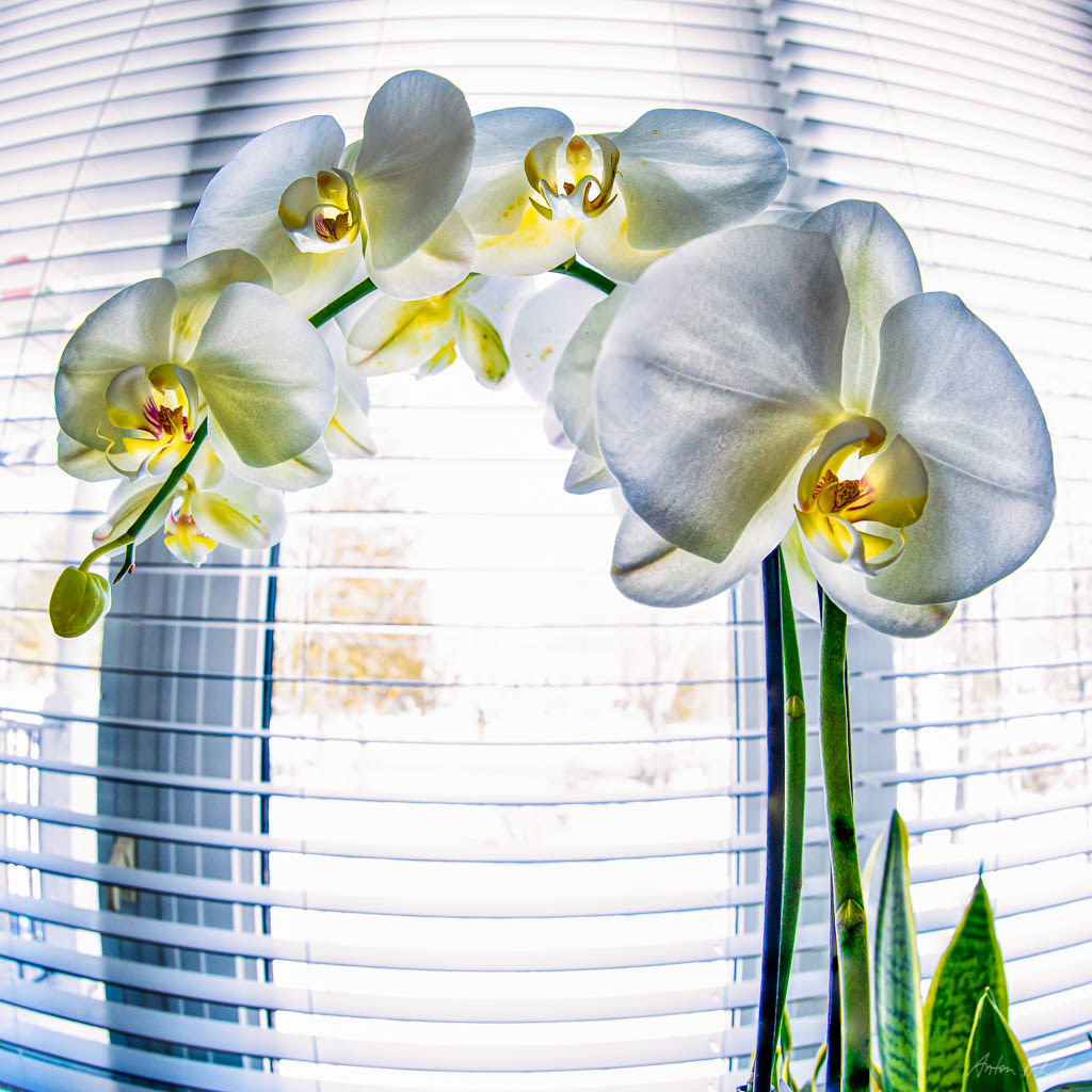 closeup fisheye photo of white orchids in front of a window