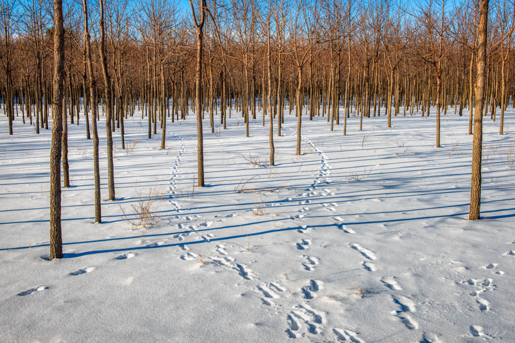 photo of a grove of trees with animal tracks in the snow