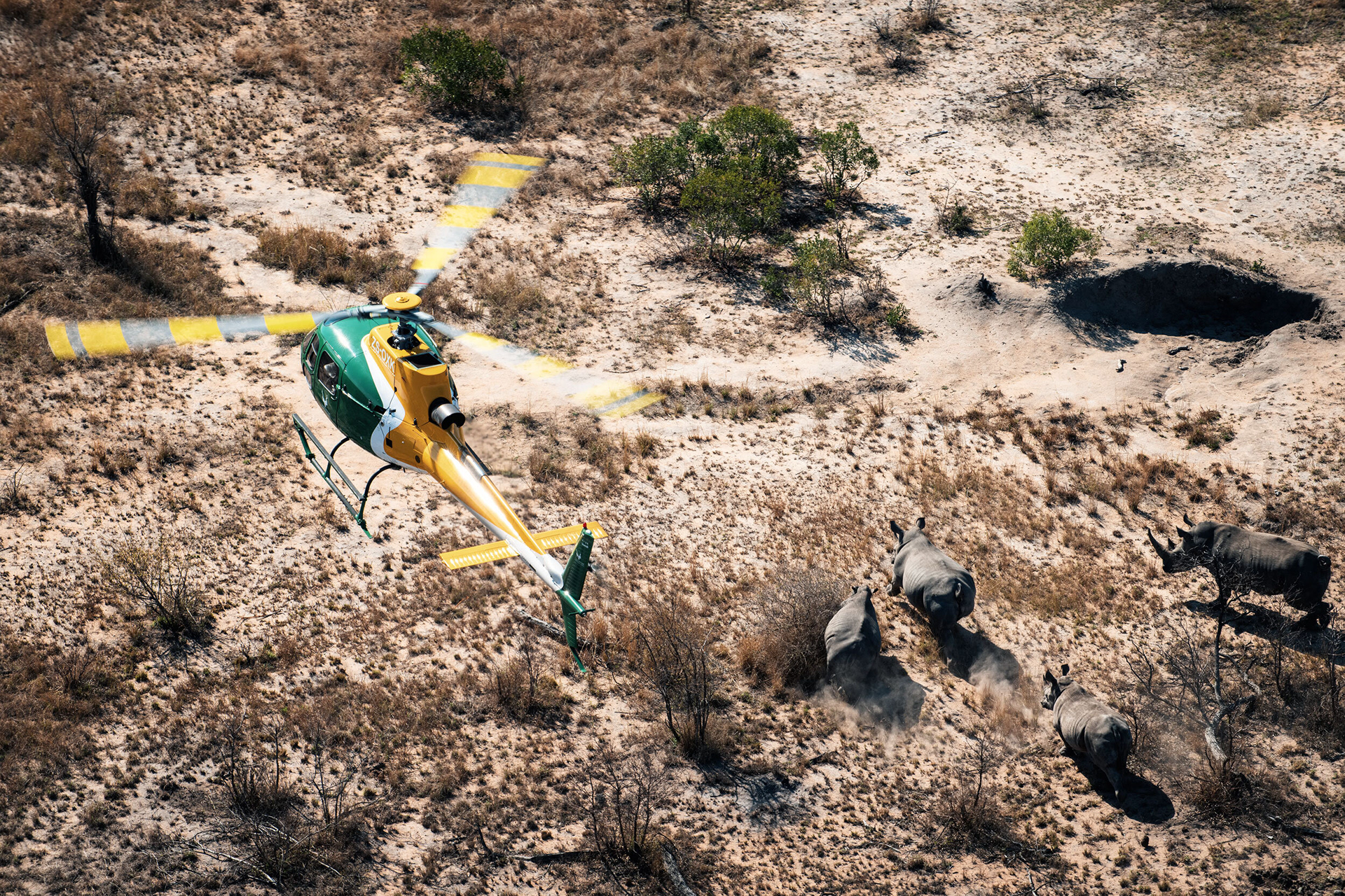 Airbus Helicopters H125 herding Rhino in South Africa