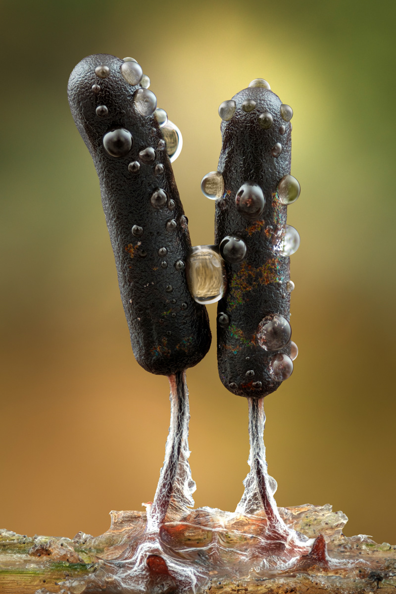 Stemonitopsis typhina