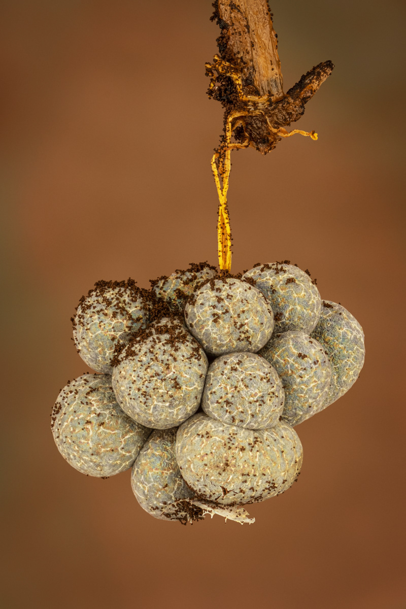 Badhamia utricularis