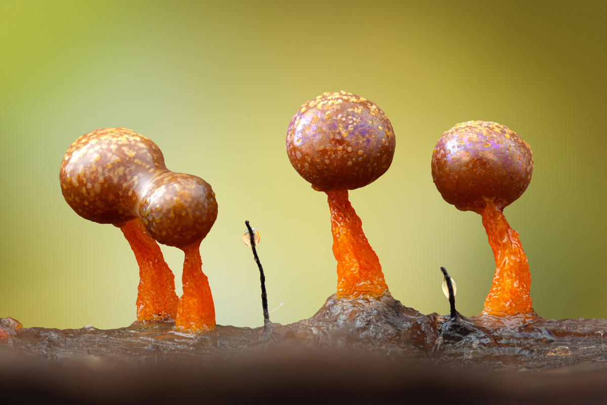 Physarum psittacinum