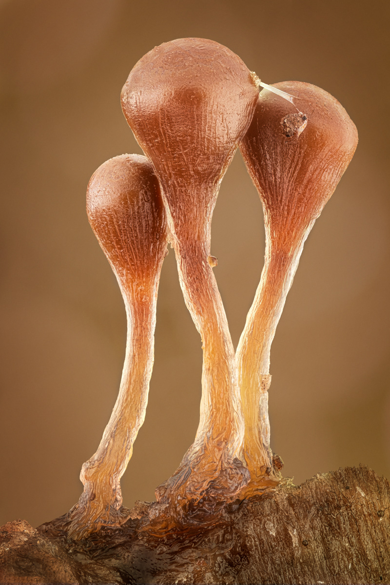 Hemitrichia sp.