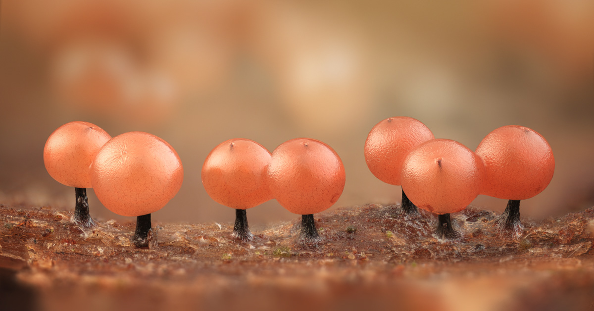 Enerthenema papillatum