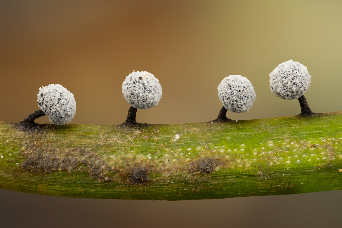 Didymium nigripes
