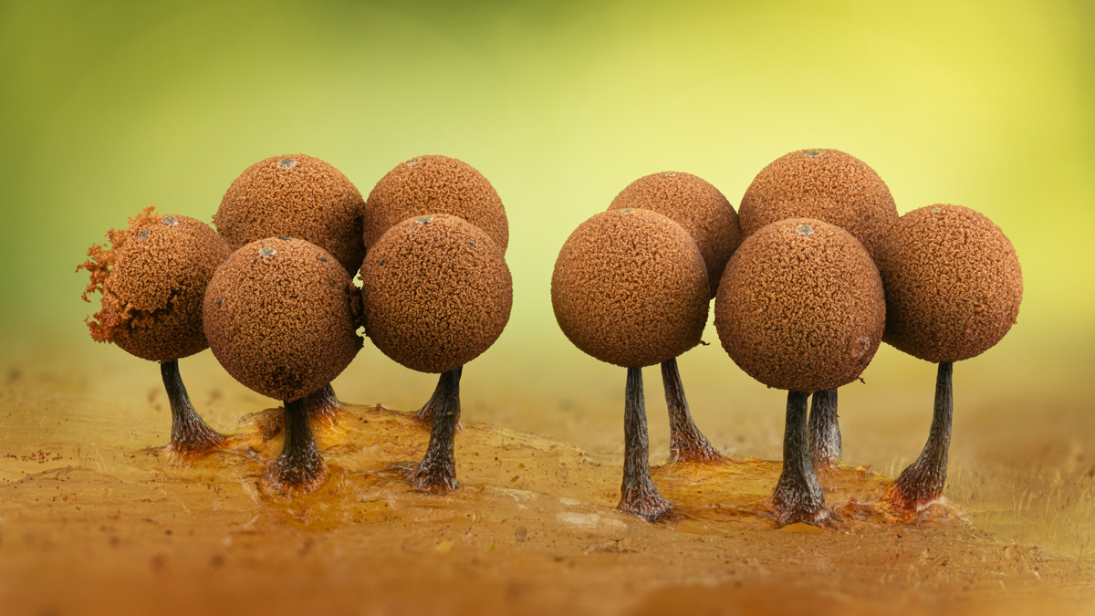 Enerthenema papillatum