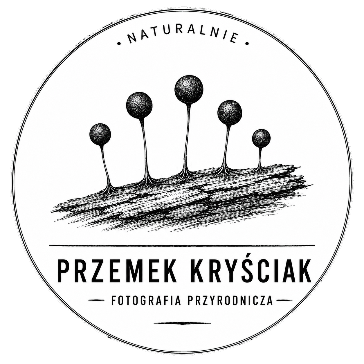 Przemysław Kryściak