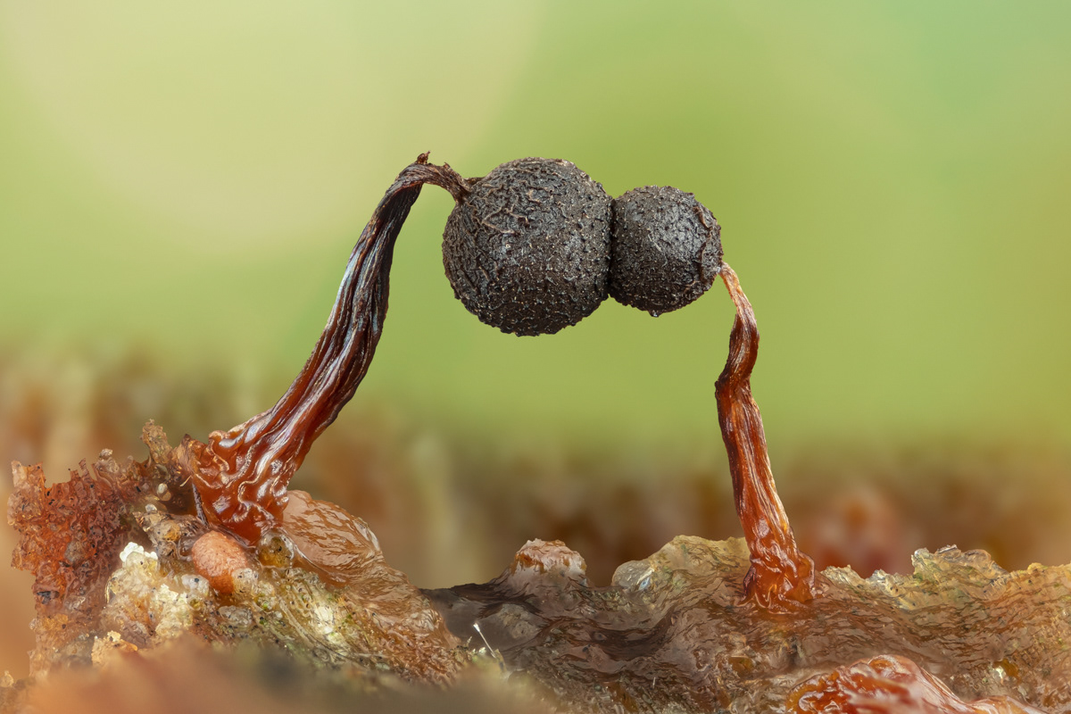 Cribraria sp.