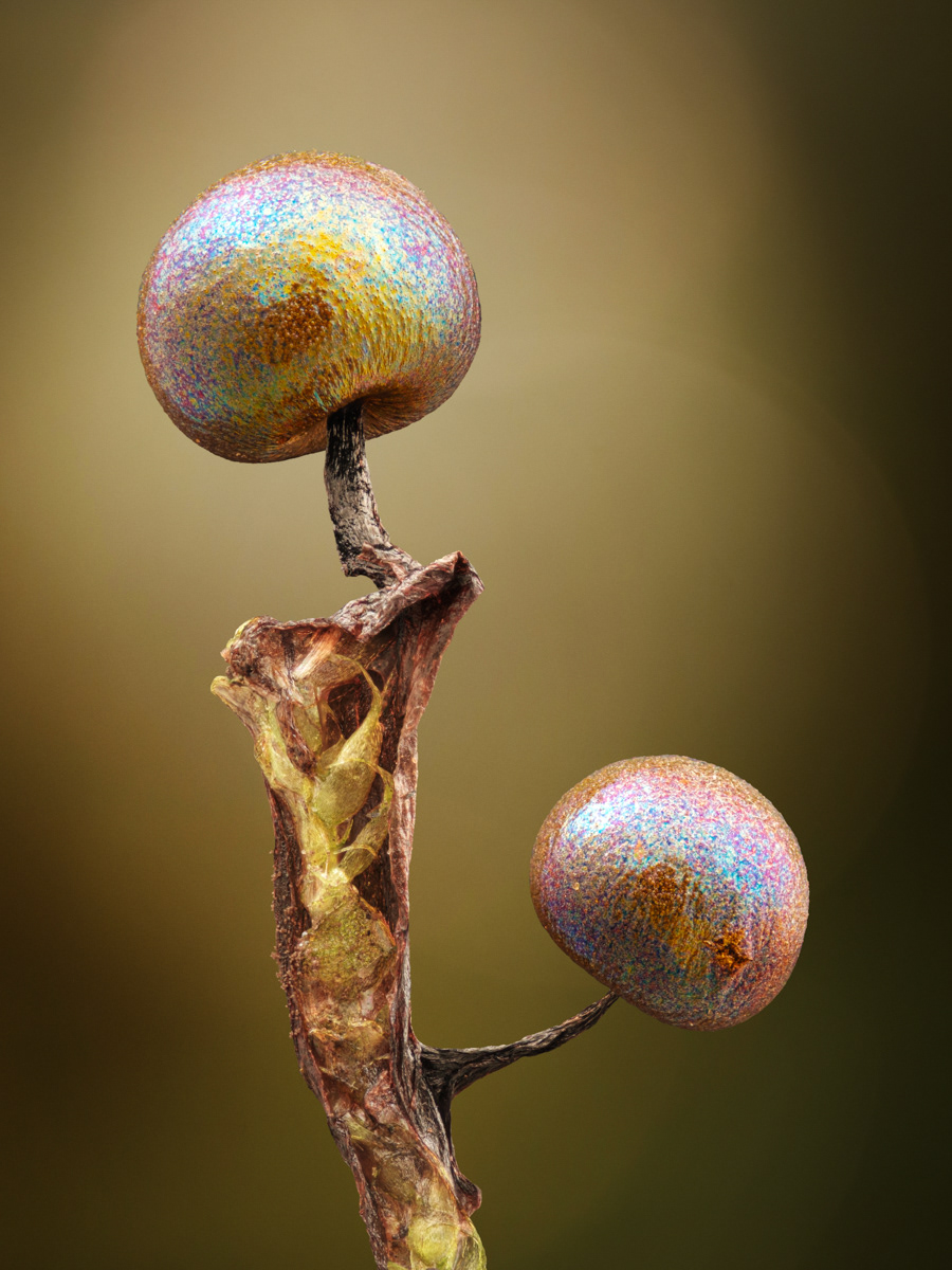 Lamproderma violaceum