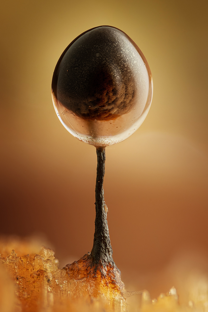 Comatricha nigra