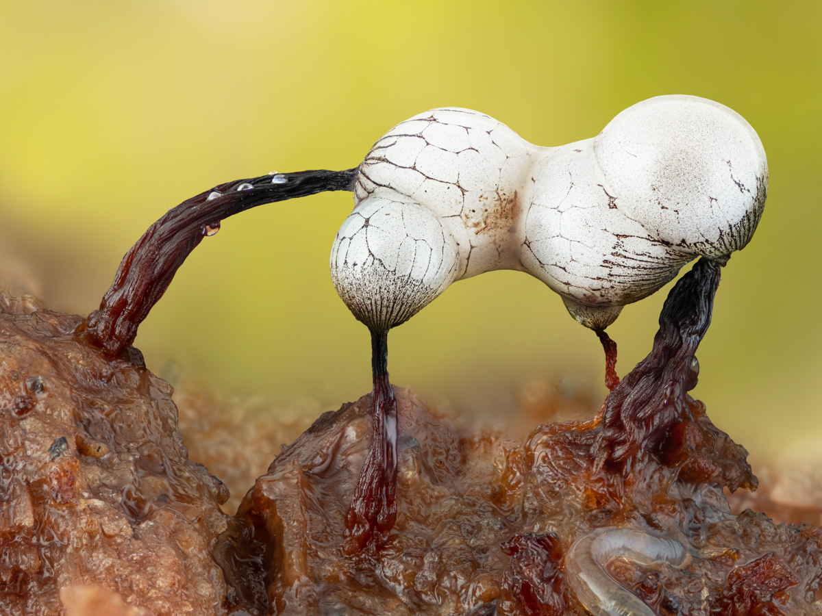 Cribraria rufa