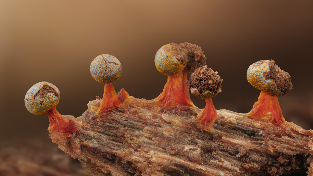 Physarum psittacinum