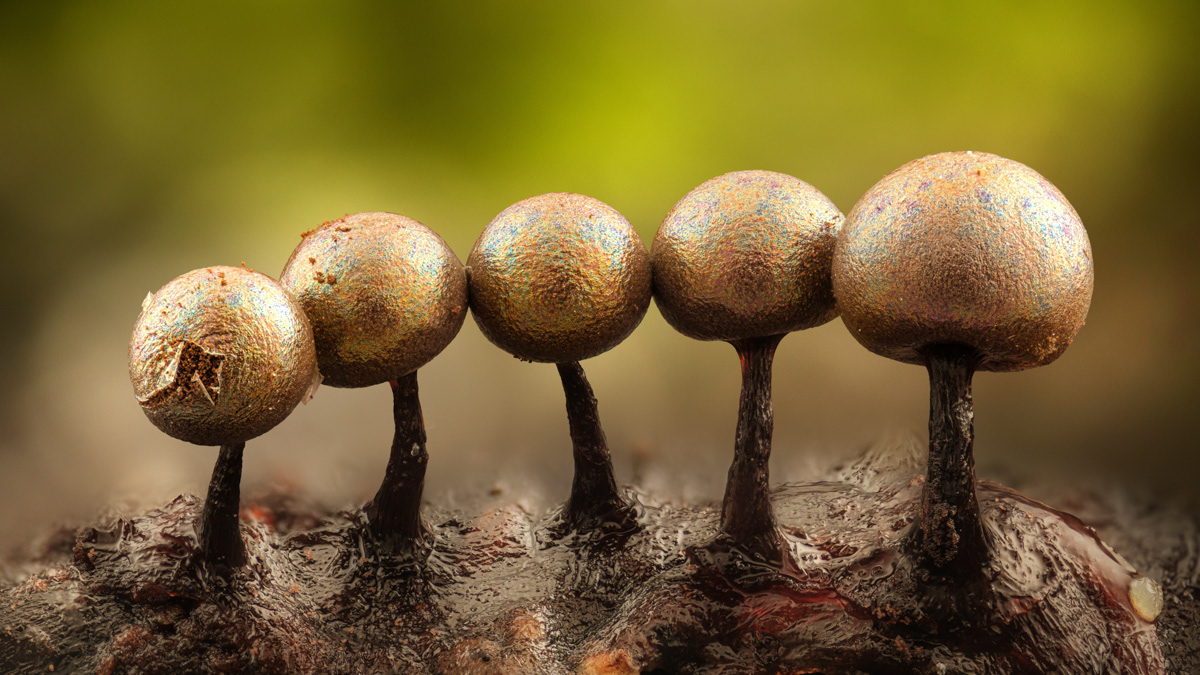         Lamproderma arcyrionema