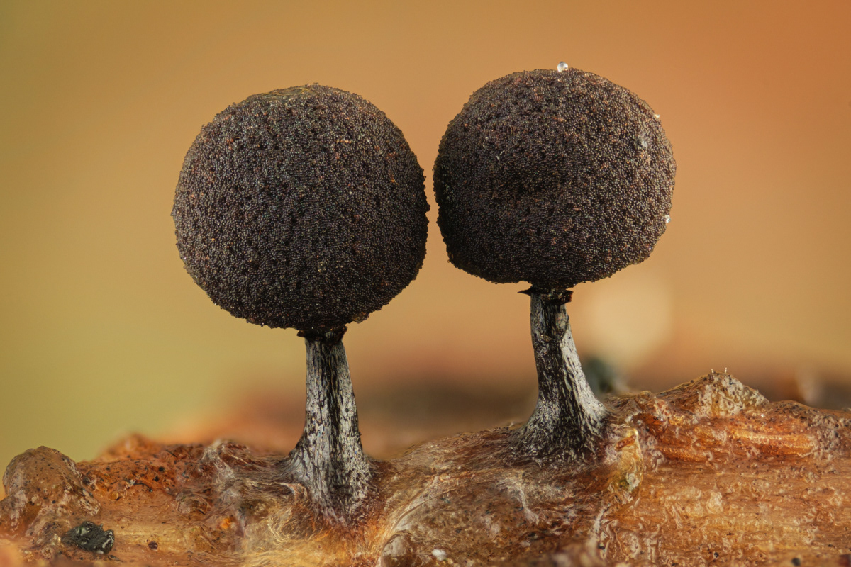 Enerthenema papillatum