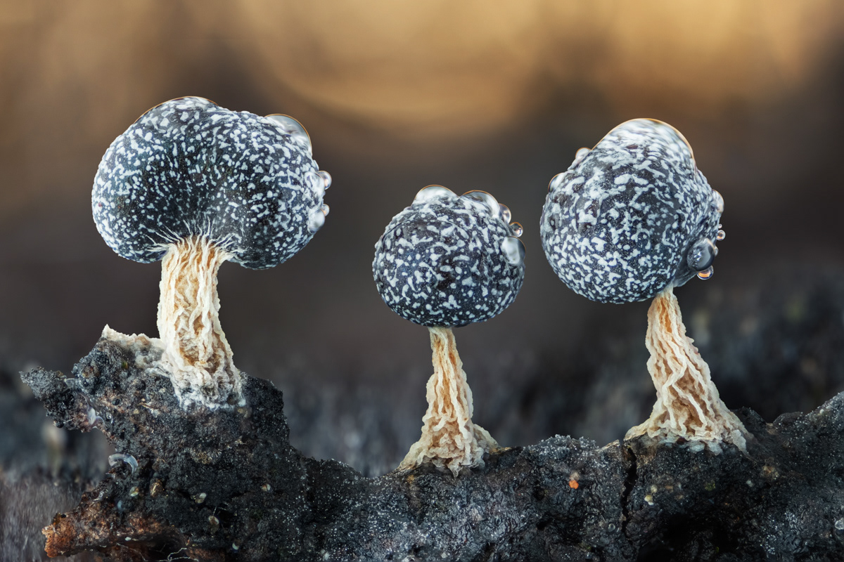 Physarum sp.