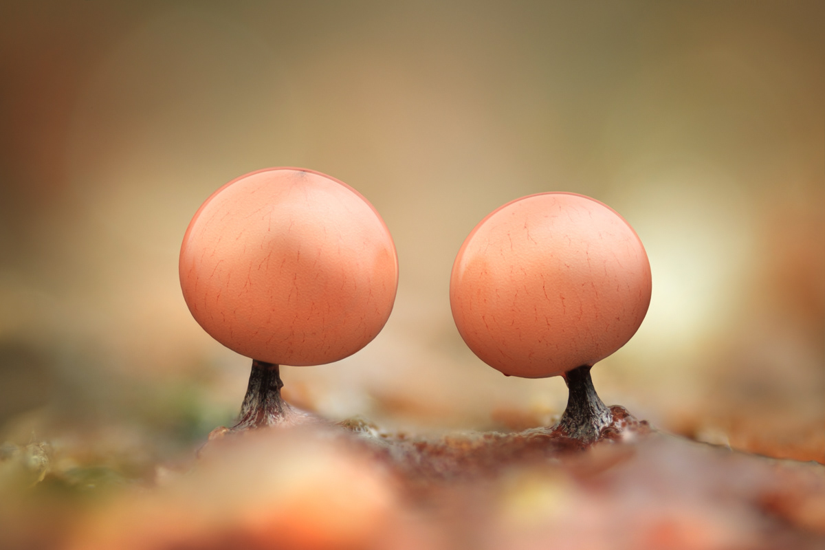 Enerthenema papillatum