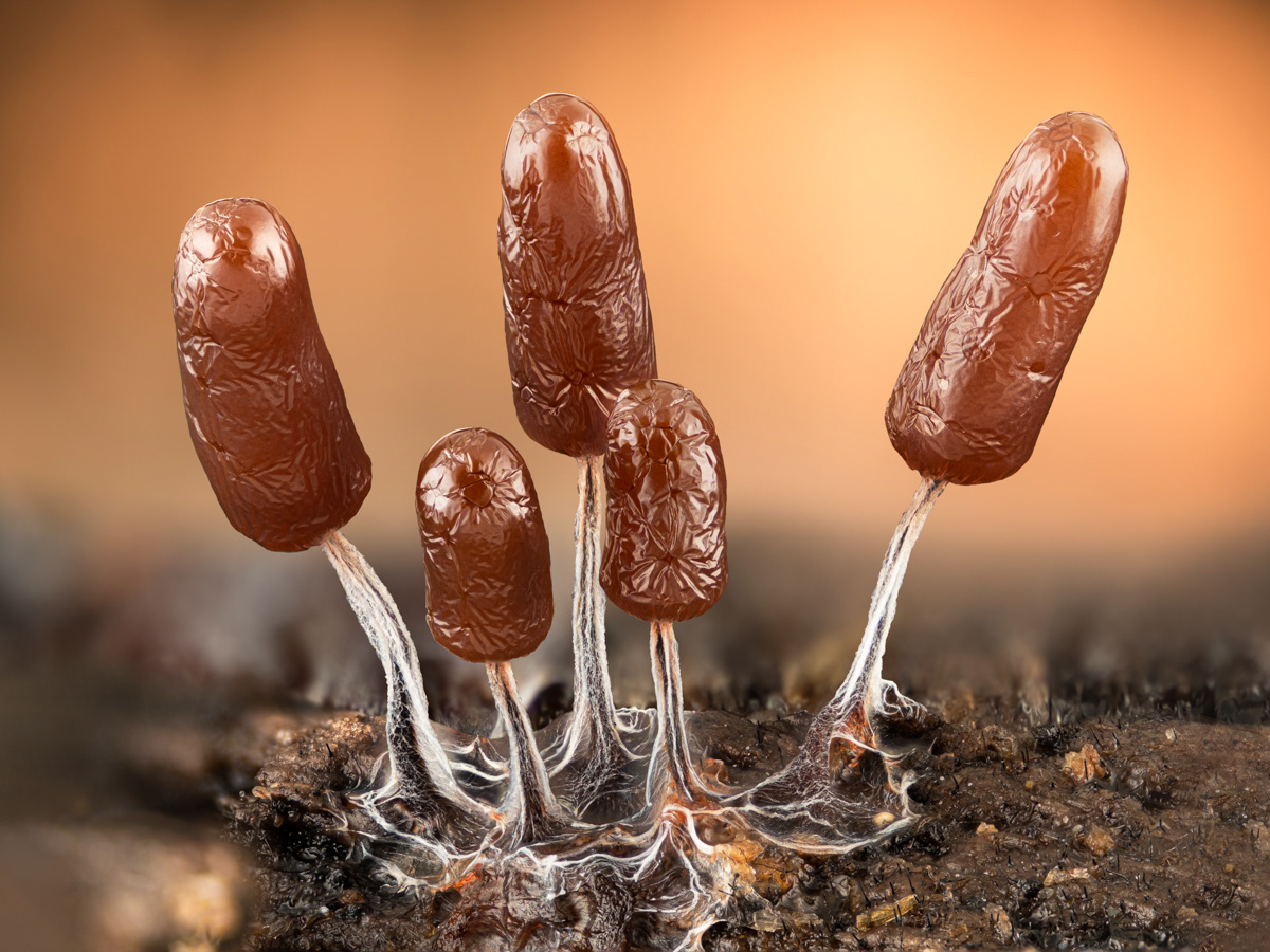 Stemonitopsis sp.